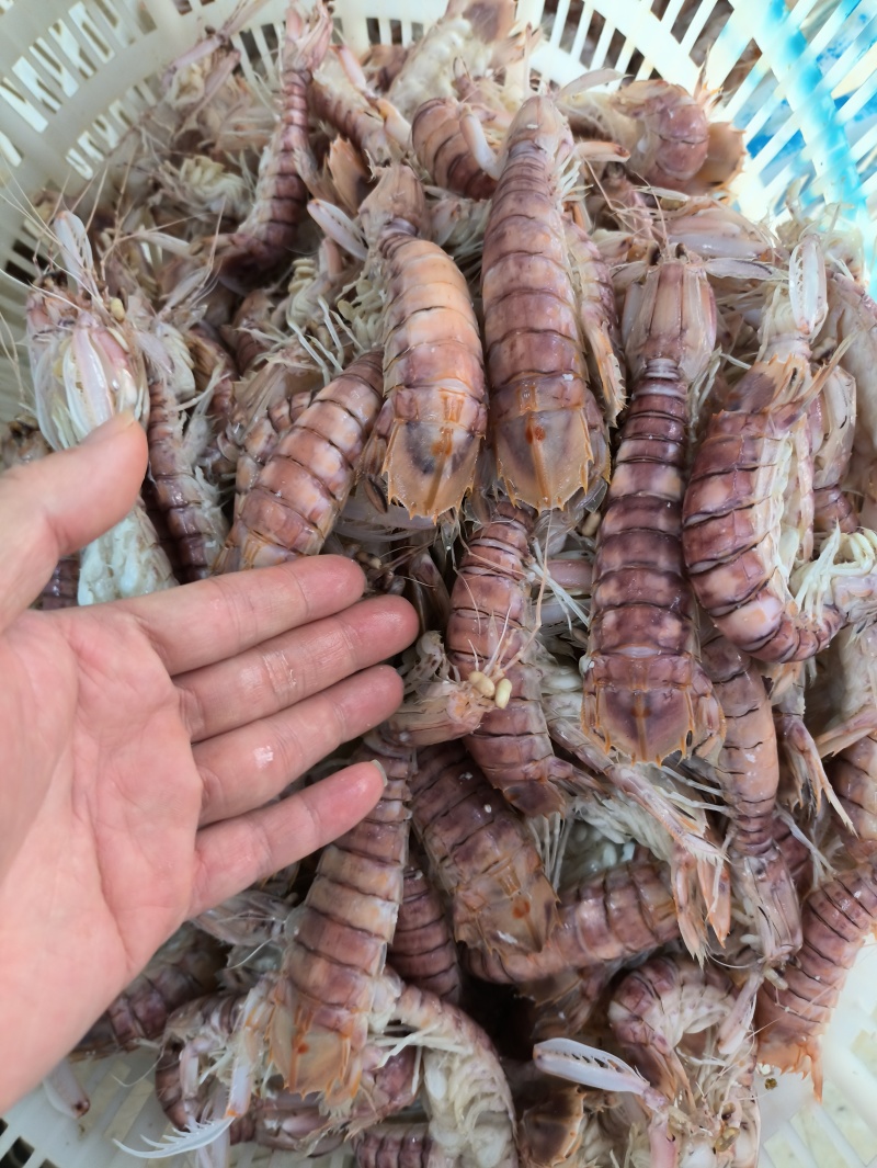 北海本港皮皮虾濑尿虾全规格常年供应