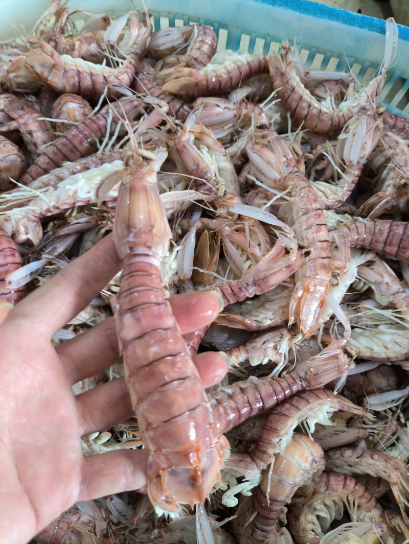 北海本港皮皮虾濑尿虾全规格常年供应