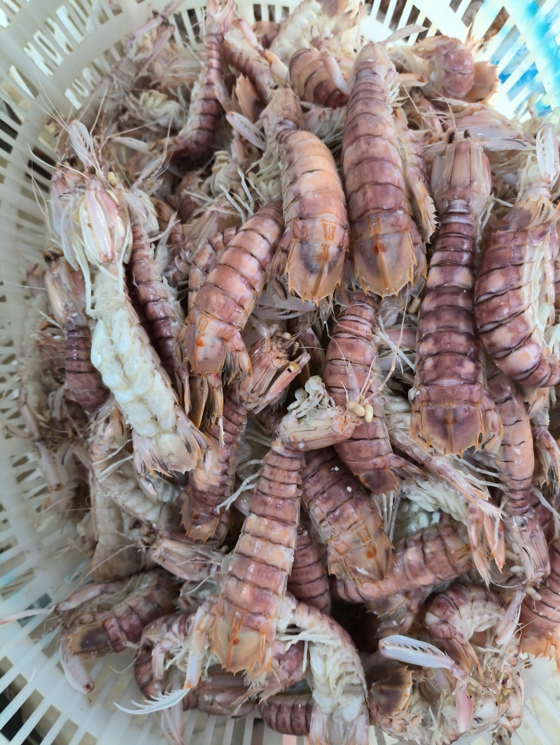 北海本港皮皮虾濑尿虾全规格常年供应