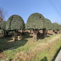 编织柱形高杆桂花四季常绿树形优美基地直发