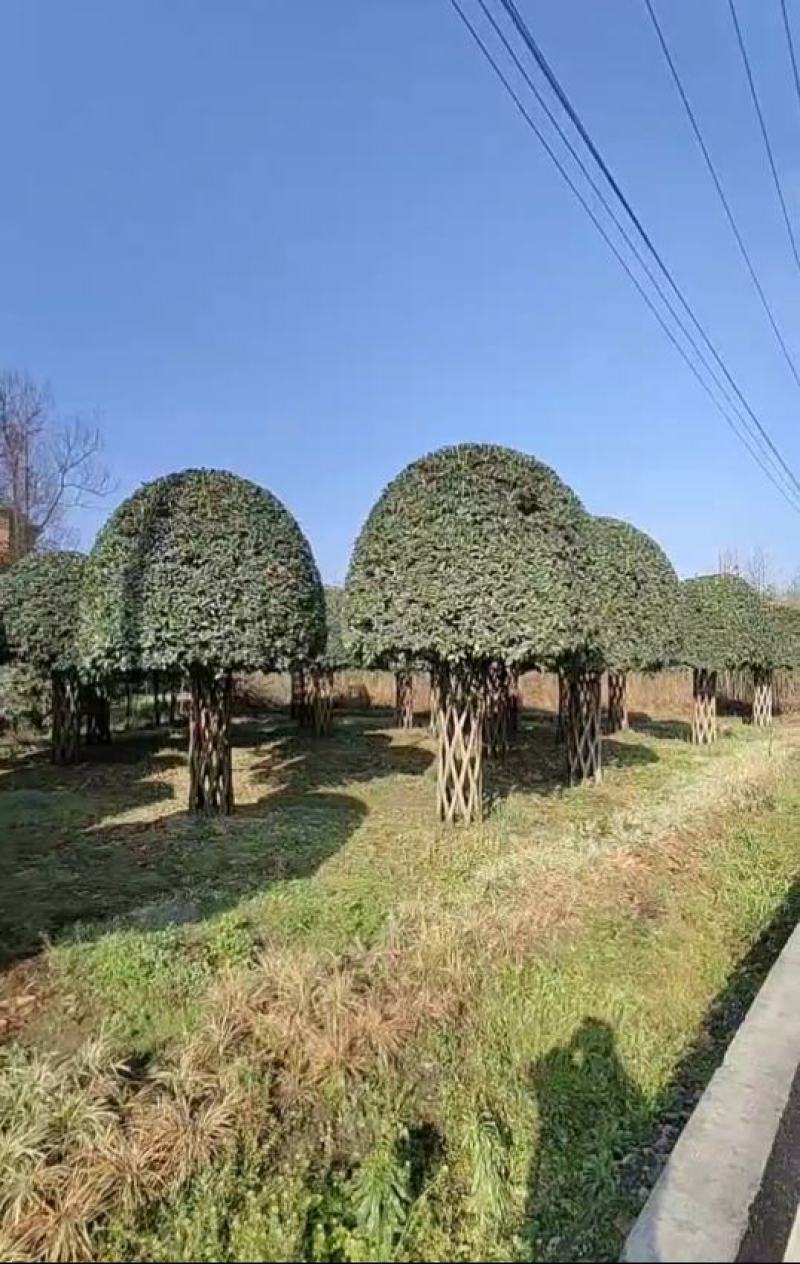 编织柱形高杆桂花四季常绿树形优美基地直发