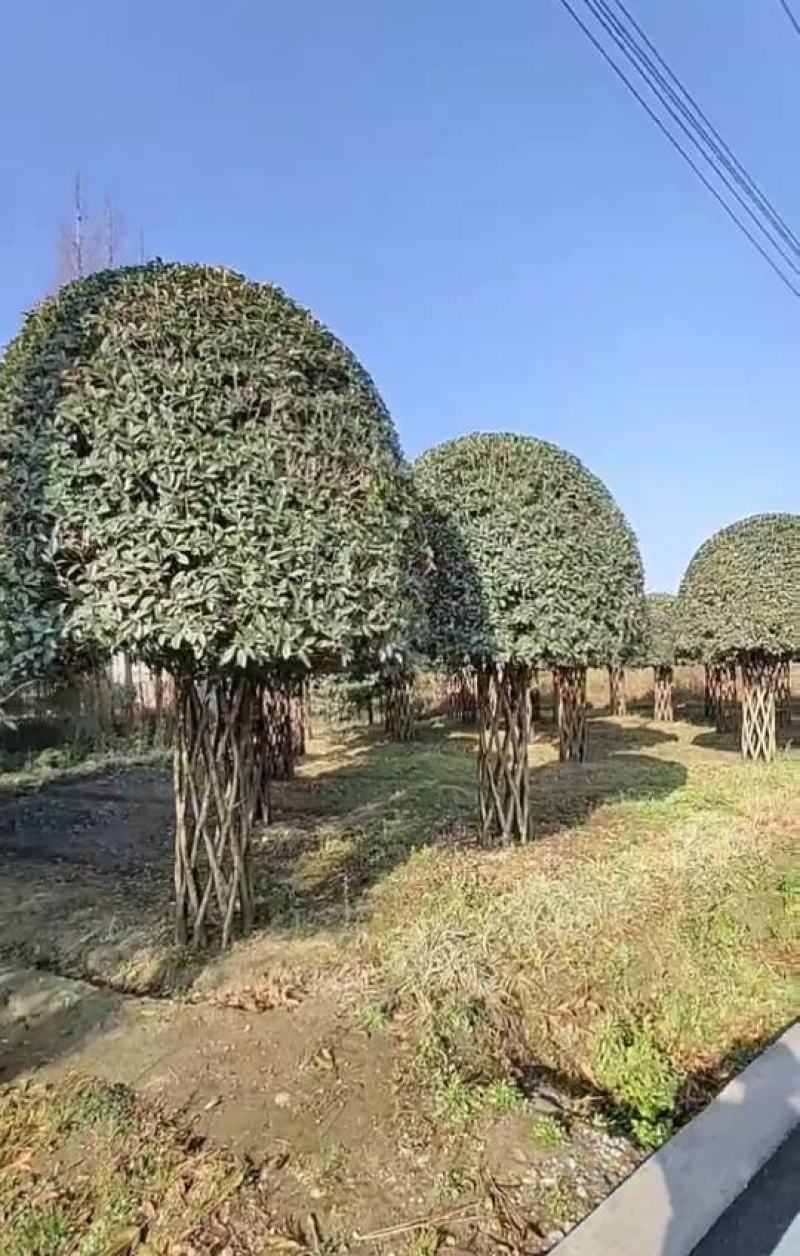 编织柱形高杆桂花四季常绿树形优美基地直发