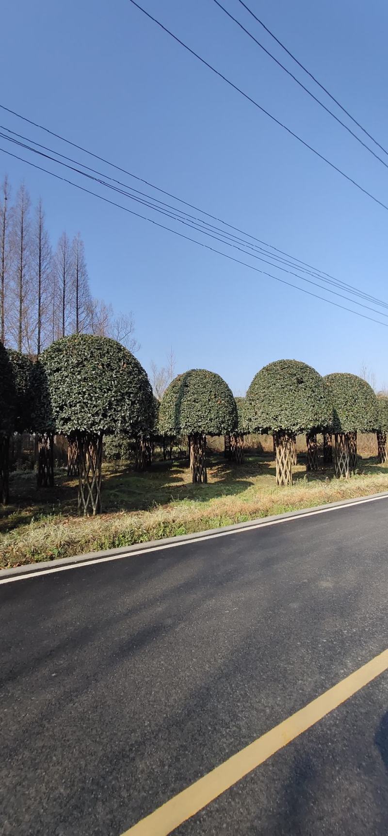 编织柱形高杆桂花四季常绿树形优美基地直发
