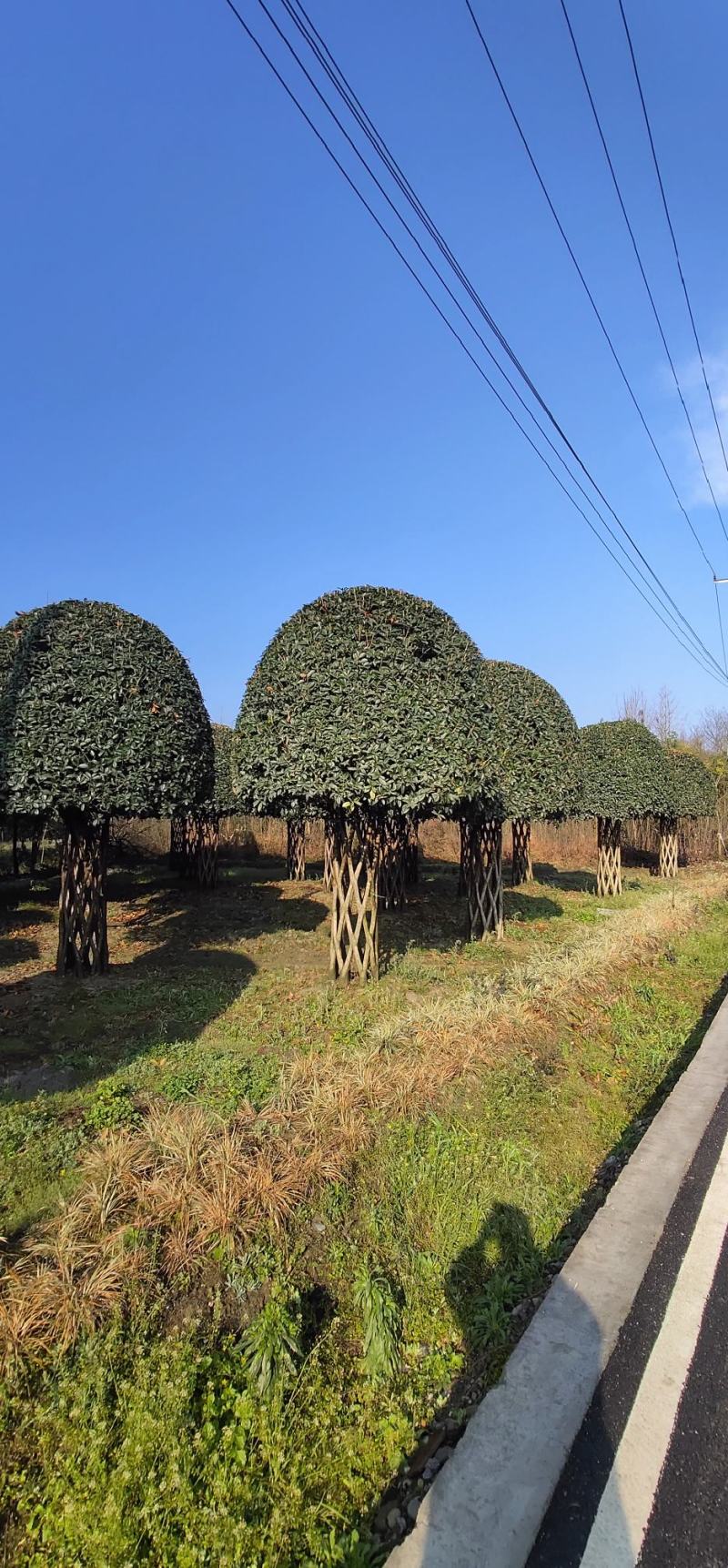 编织柱形高杆桂花四季常绿树形优美基地直发