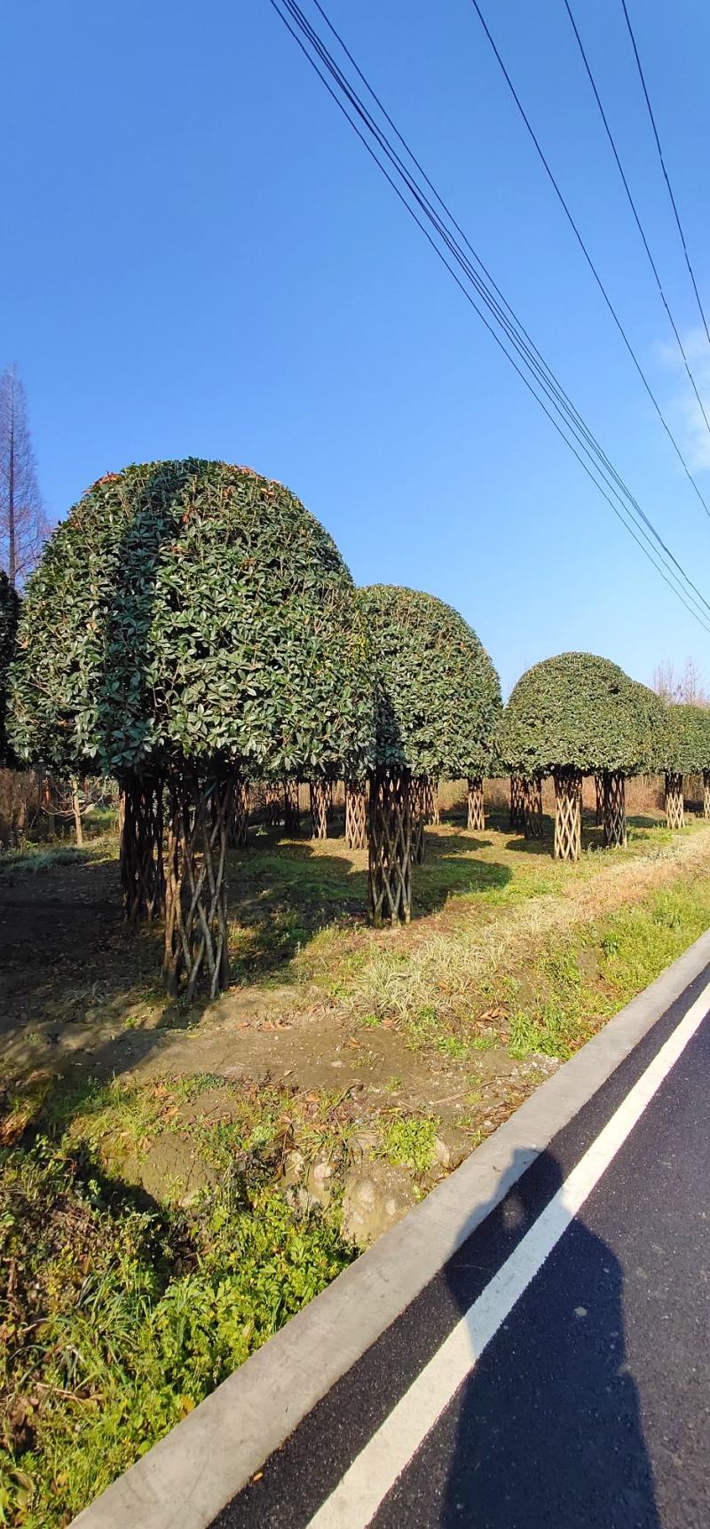 编织柱形高杆桂花四季常绿树形优美基地直发