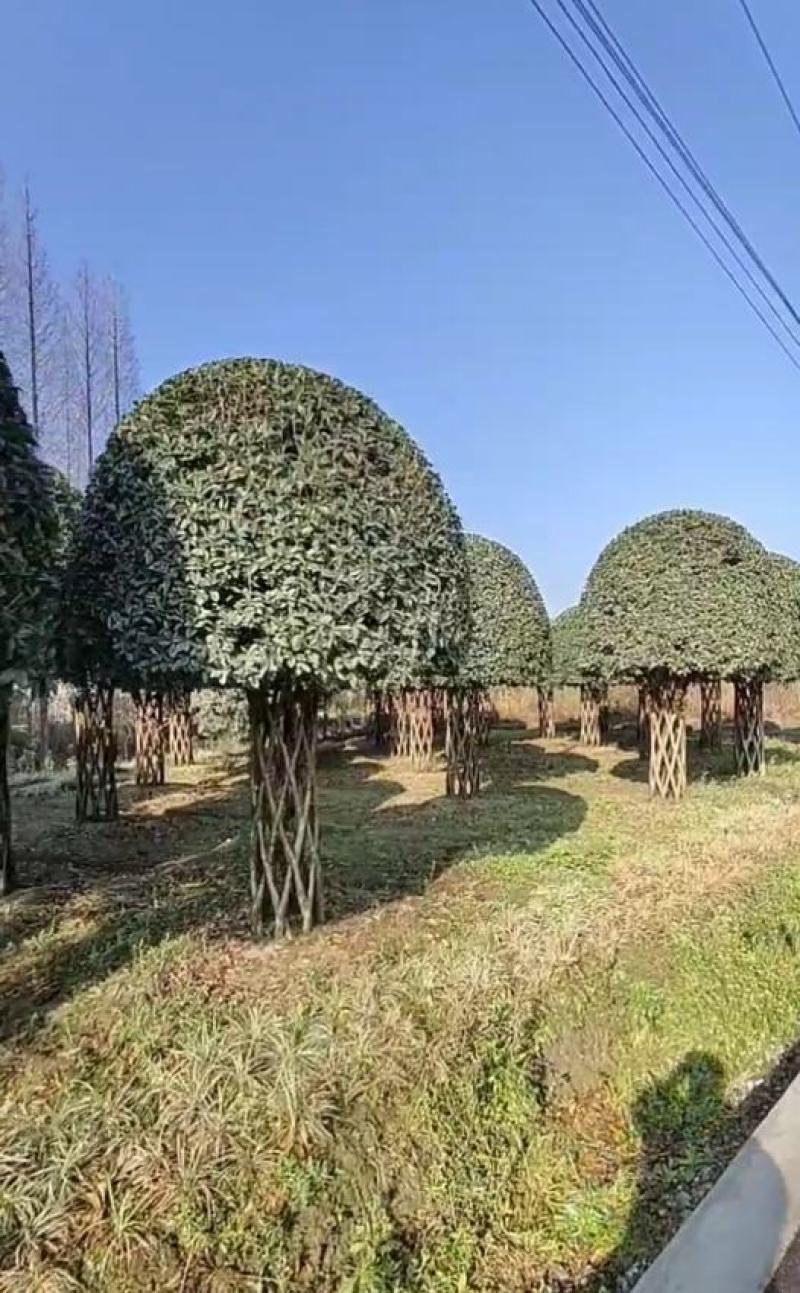 编织柱形高杆桂花四季常绿树形优美基地直发
