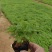 醉蝶花