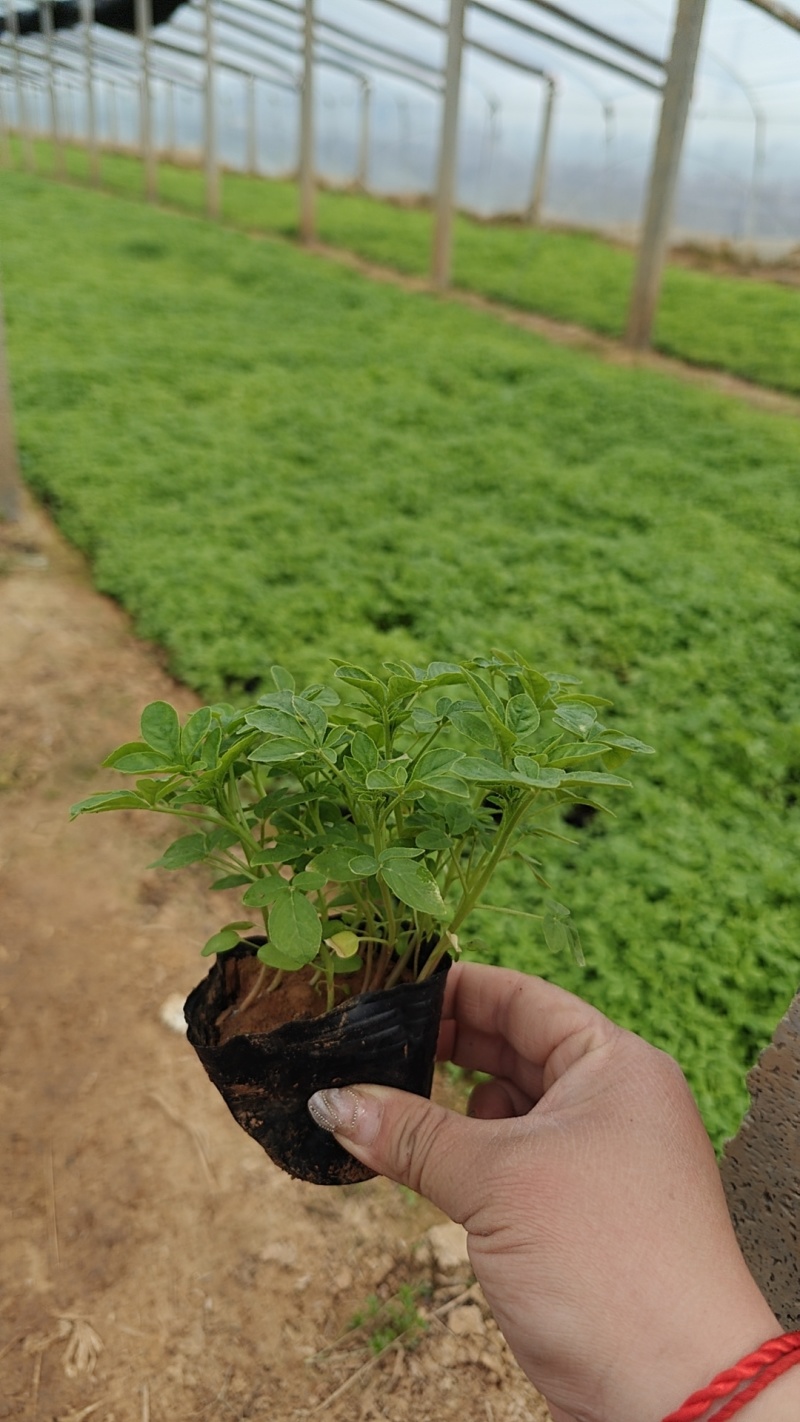 醉蝶花