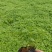 醉蝶花