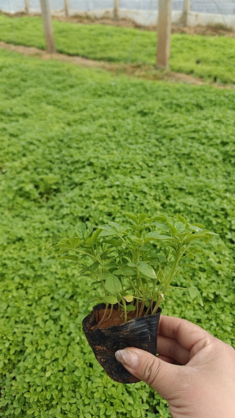 醉蝶花