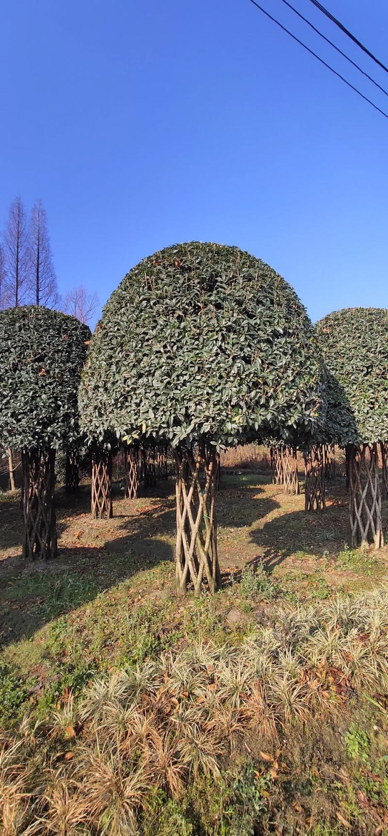编织柱形高杆桂花四季常绿树形优美基地直发