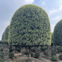 高杆桂花精修大冠幅常绿别墅庭院绿化基地供应直发