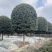 高杆桂花精修大冠幅常绿别墅庭院绿化基地供应直发