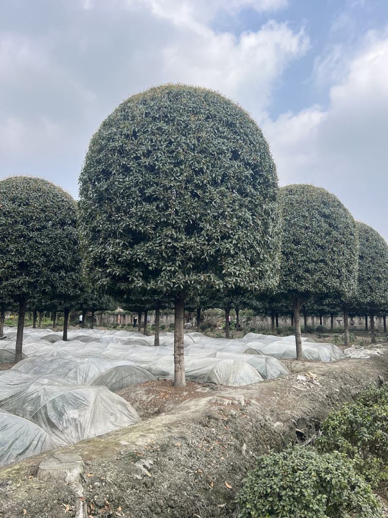 高杆桂花精修大冠幅常绿别墅庭院绿化基地供应直发