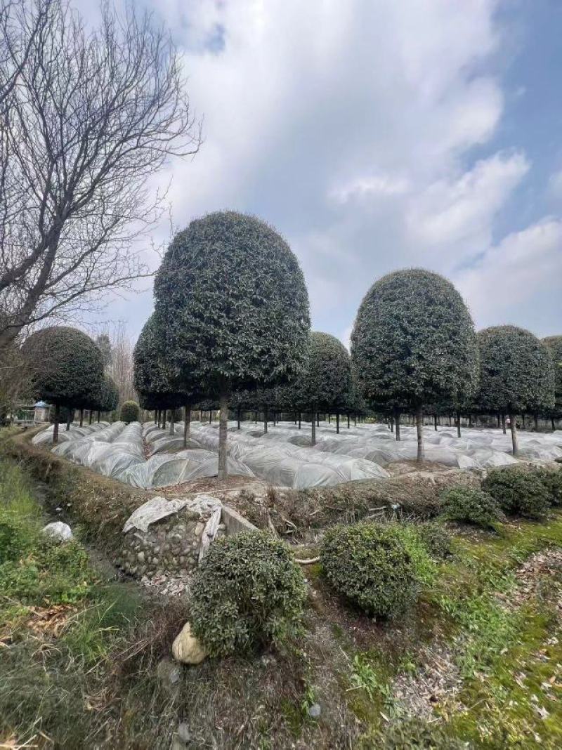 高杆桂花精修大冠幅常绿别墅庭院绿化基地供应直发