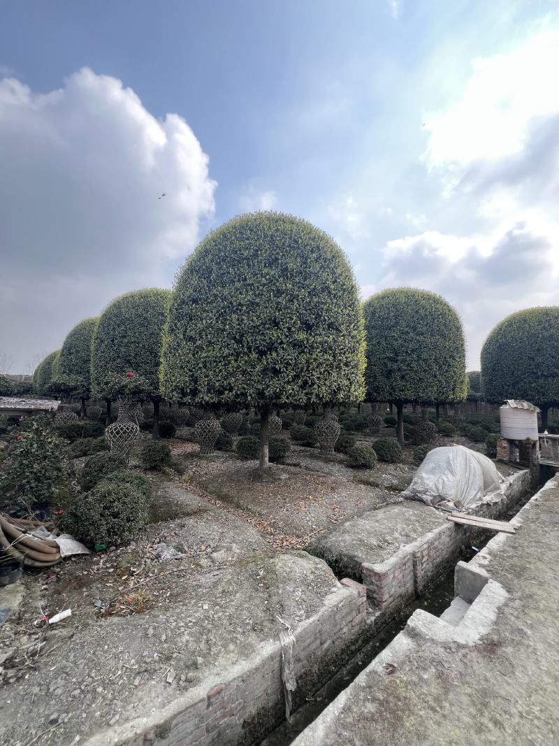 高杆桂花精修大冠幅常绿别墅庭院绿化基地供应直发