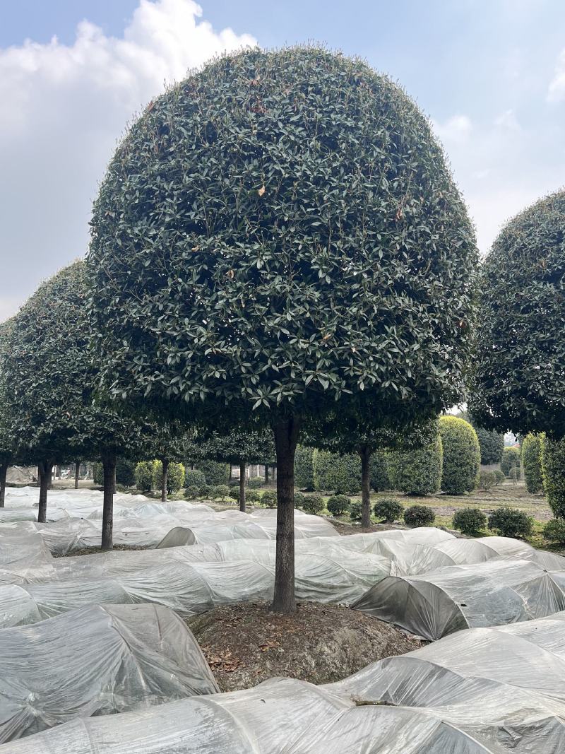 高杆桂花精修大冠幅常绿别墅庭院绿化基地供应直发