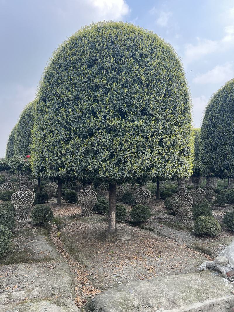 高杆桂花精修大冠幅常绿别墅庭院绿化基地供应直发