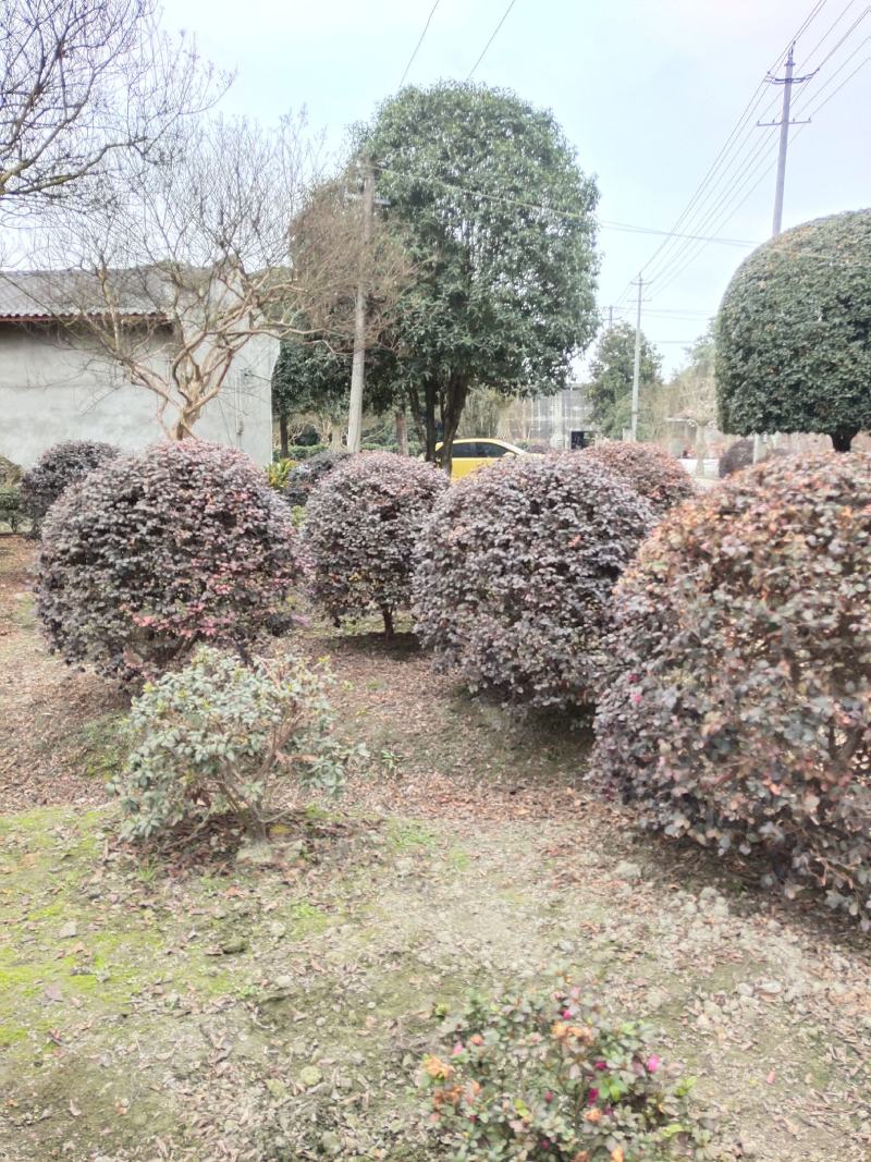 红继木球苗圃基地大量出售中，欢迎来电咨询订购