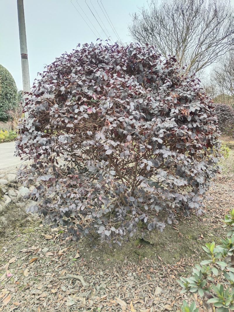 红继木球苗圃基地大量出售中，欢迎来电咨询订购