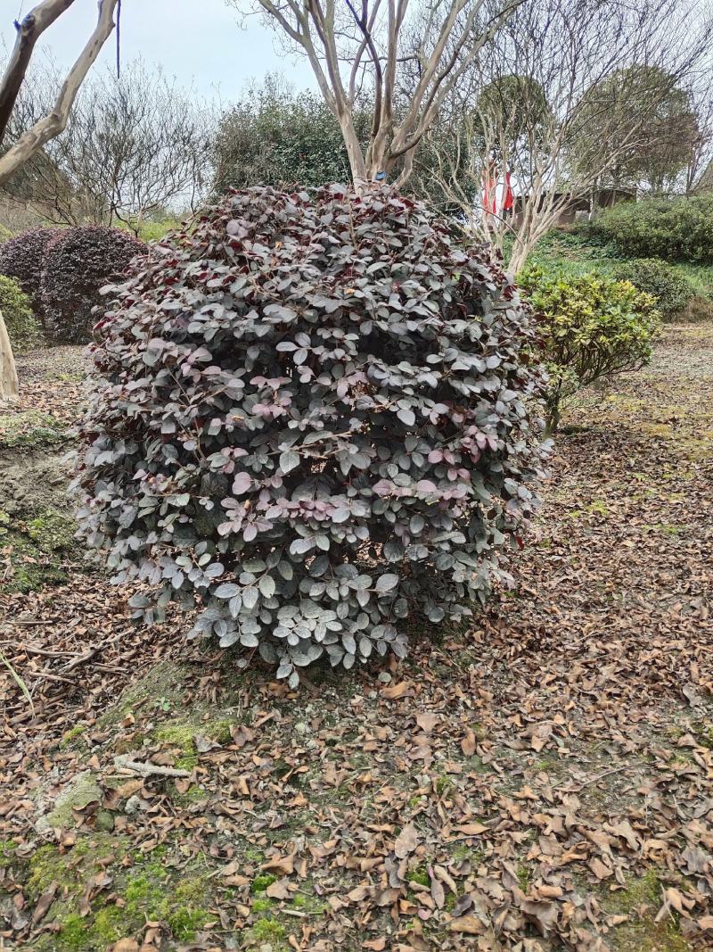 红继木球苗圃基地大量出售中，欢迎来电咨询订购