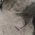鸡粪