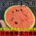 【万人合作】山东全美2K小糖丸西瓜大量上市！品质稳定