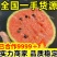 【万人合作】山东全美2K小糖丸西瓜大量上市！品质稳定