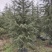 雪松四季常绿适应性强市政公园绿化
