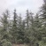 雪松四季常绿适应性强市政公园绿化