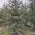 雪松四季常绿适应性强市政公园绿化