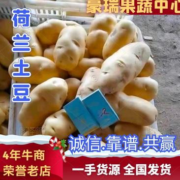 【牛商推荐】山东青岛荷兰十土豆，个大光滑，全国发货保质保