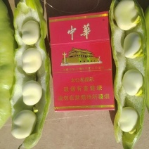 大白葫豆(蚕豆)口感好全国发货有喜欢的朋友欢迎合作。