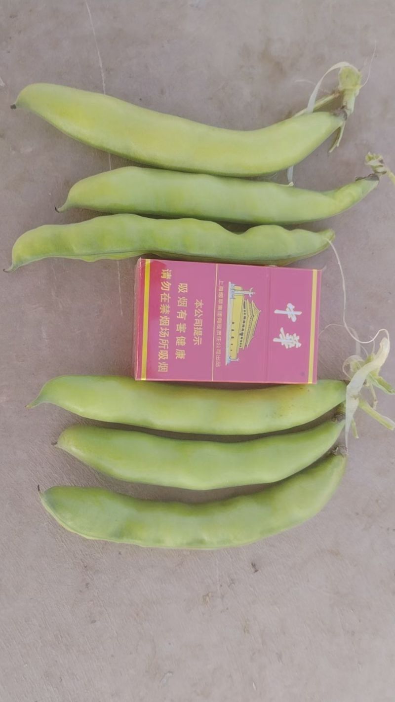 大白葫豆(蚕豆)口感好全国发货有喜欢的朋友欢迎合作。