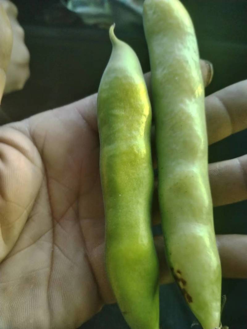 大白葫豆(蚕豆)口感好全国发货有喜欢的朋友欢迎合作。