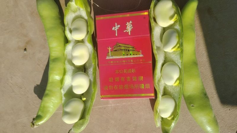大白葫豆(蚕豆)口感好全国发货有喜欢的朋友欢迎合作。