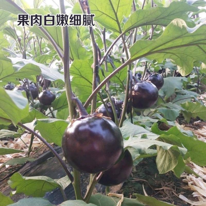【精选】青州市圆茄子，欢迎采购质量保证，诚信合作