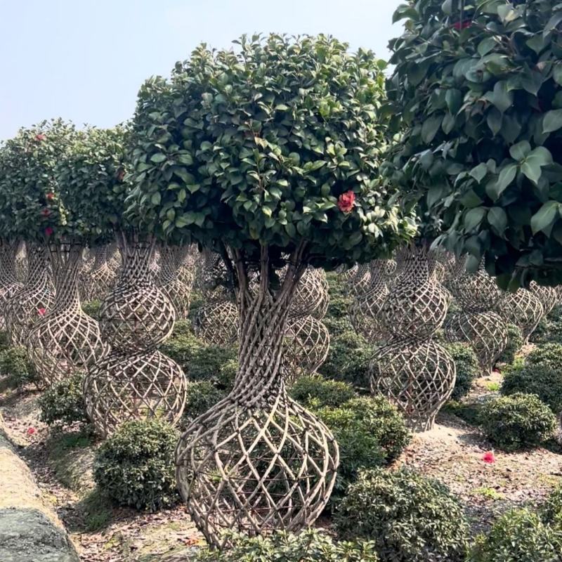 编织茶花四季常绿造型优美花园别墅绿化