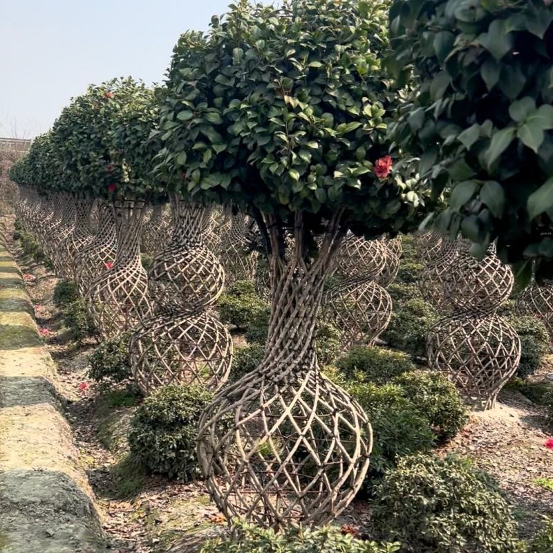 编织茶花四季常绿造型优美花园别墅绿化