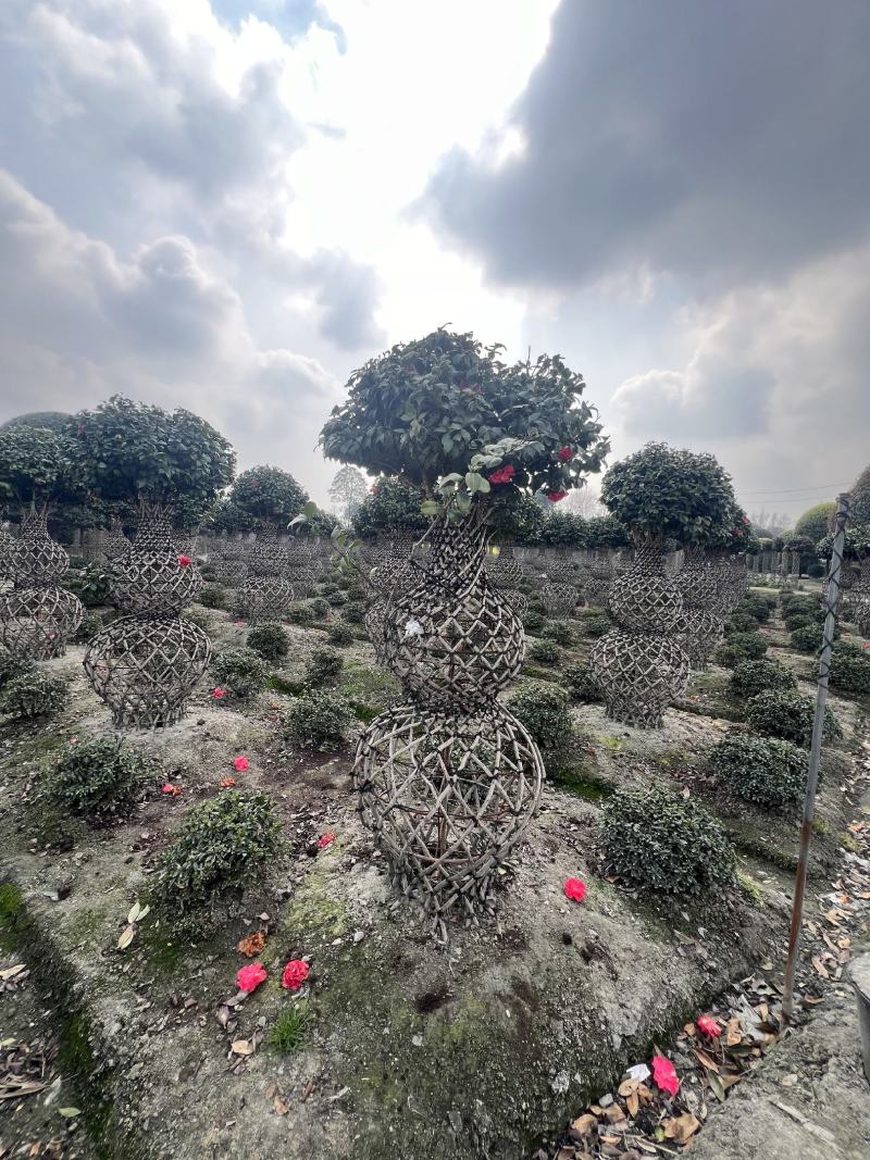 编织茶花四季常绿造型优美花园别墅绿化