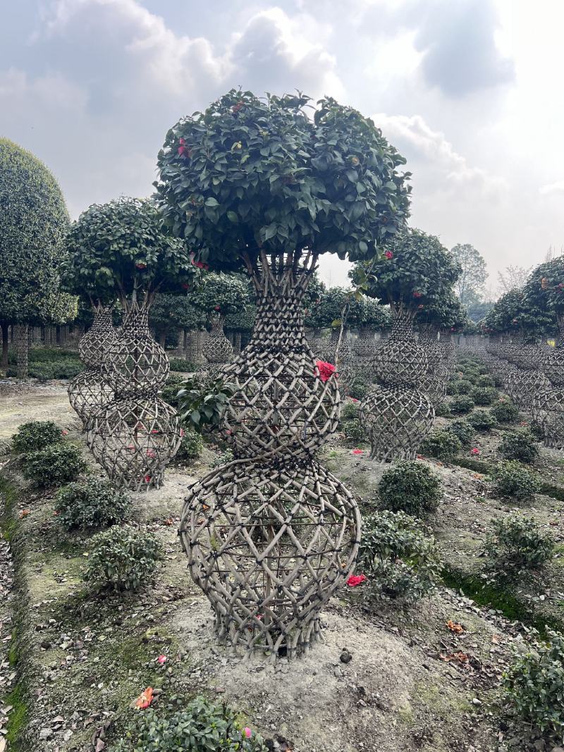 编织茶花四季常绿造型优美花园别墅绿化
