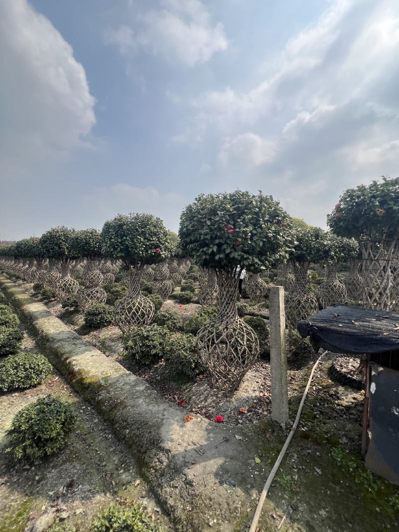 编织茶花四季常绿造型优美花园别墅绿化