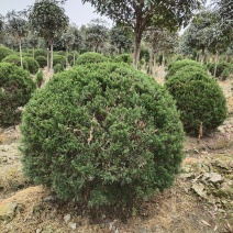 球形塔柏四季常绿植物公园景区造景植物