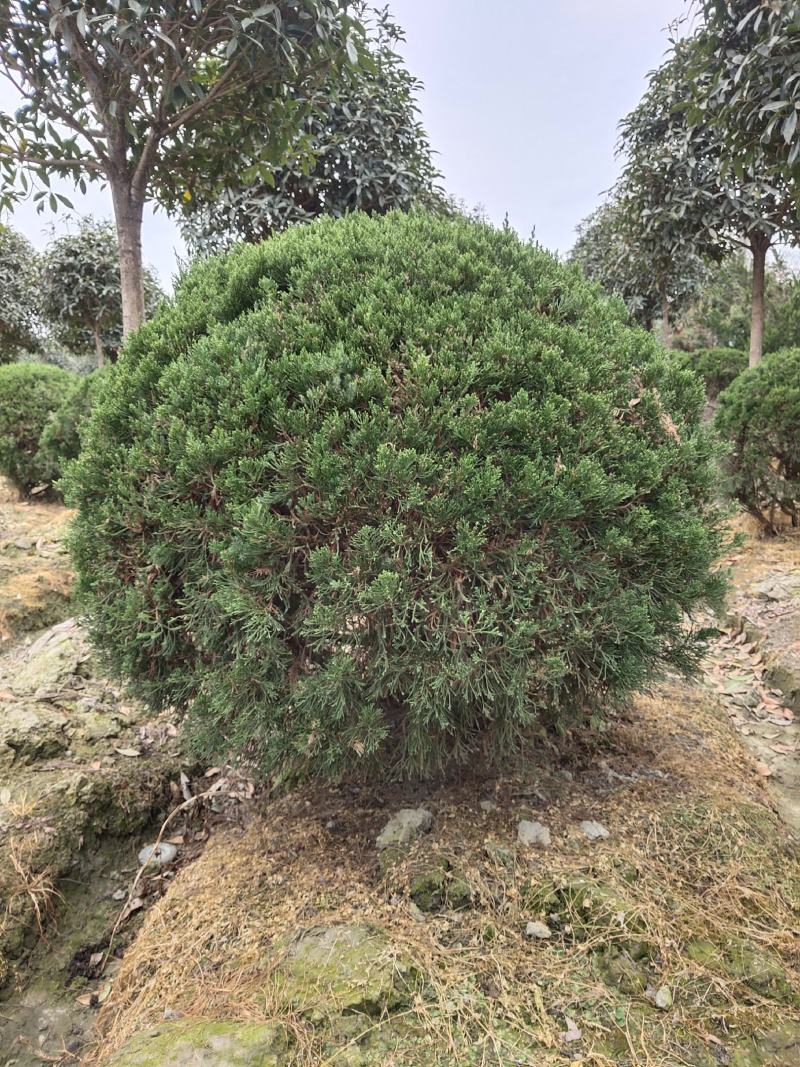 球形塔柏四季常绿植物公园景区造景植物