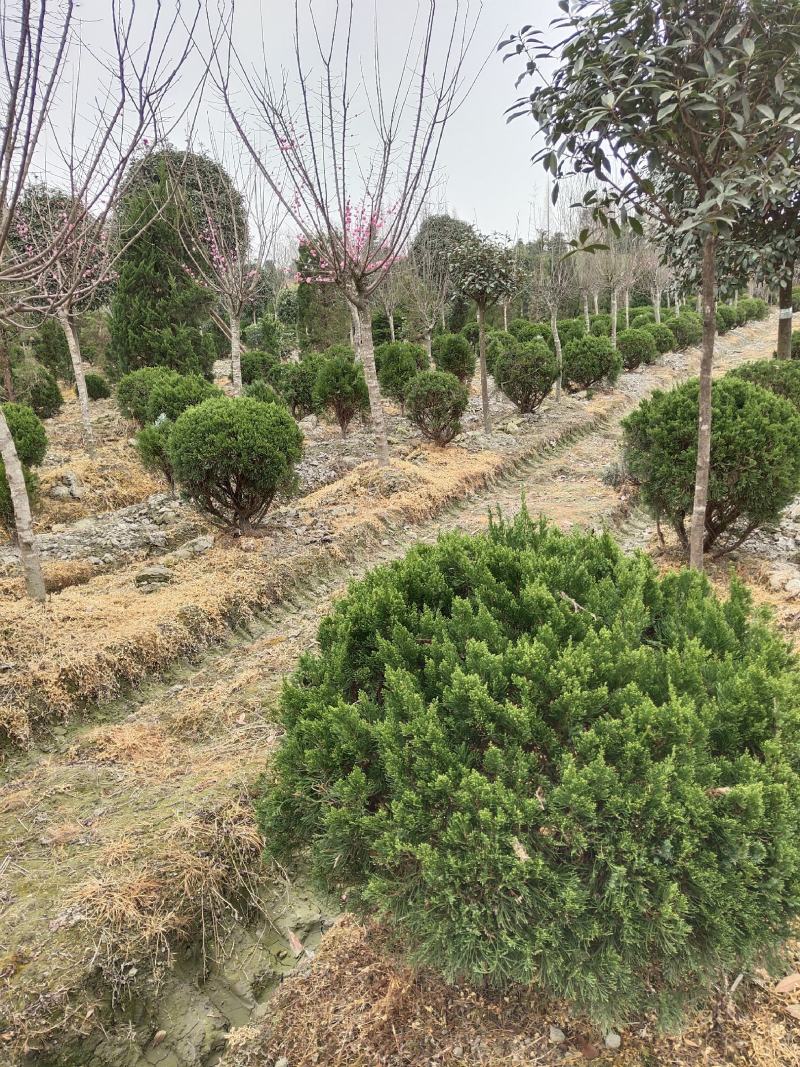 球形塔柏四季常绿植物公园景区造景植物