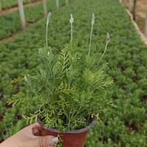 羽叶薰衣草