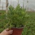羽叶薰衣草