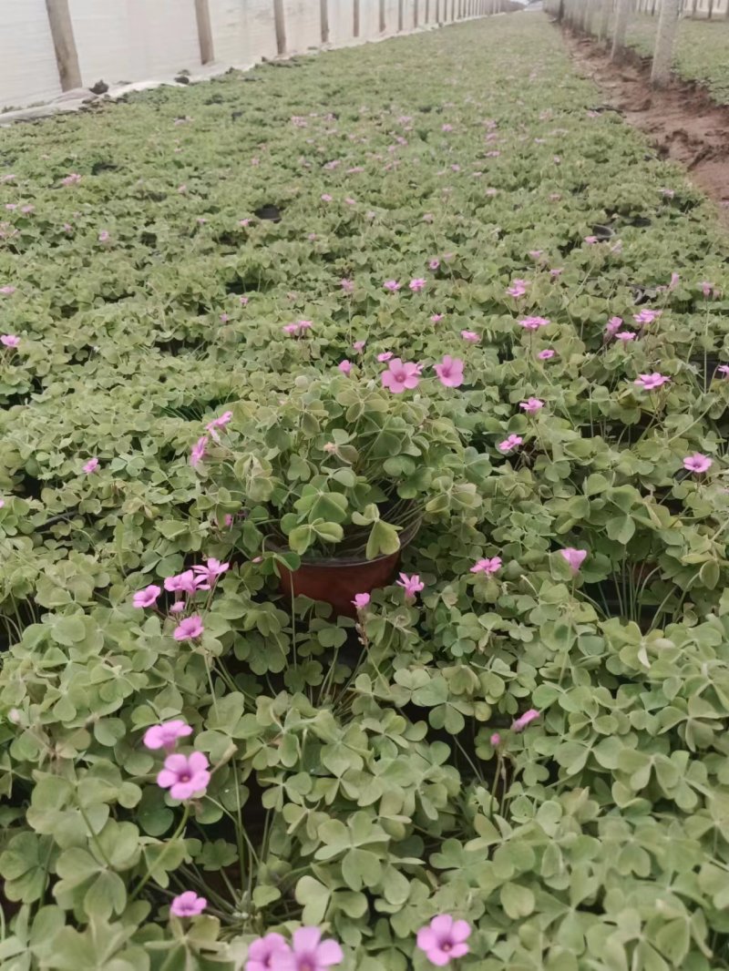 双色盆醡浆草一手货源基地直发可视频看货