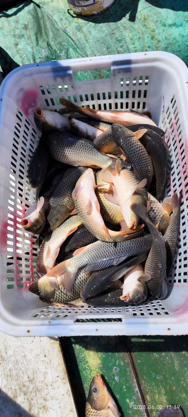 精品鲤鱼现货先发量大从优可视频看货