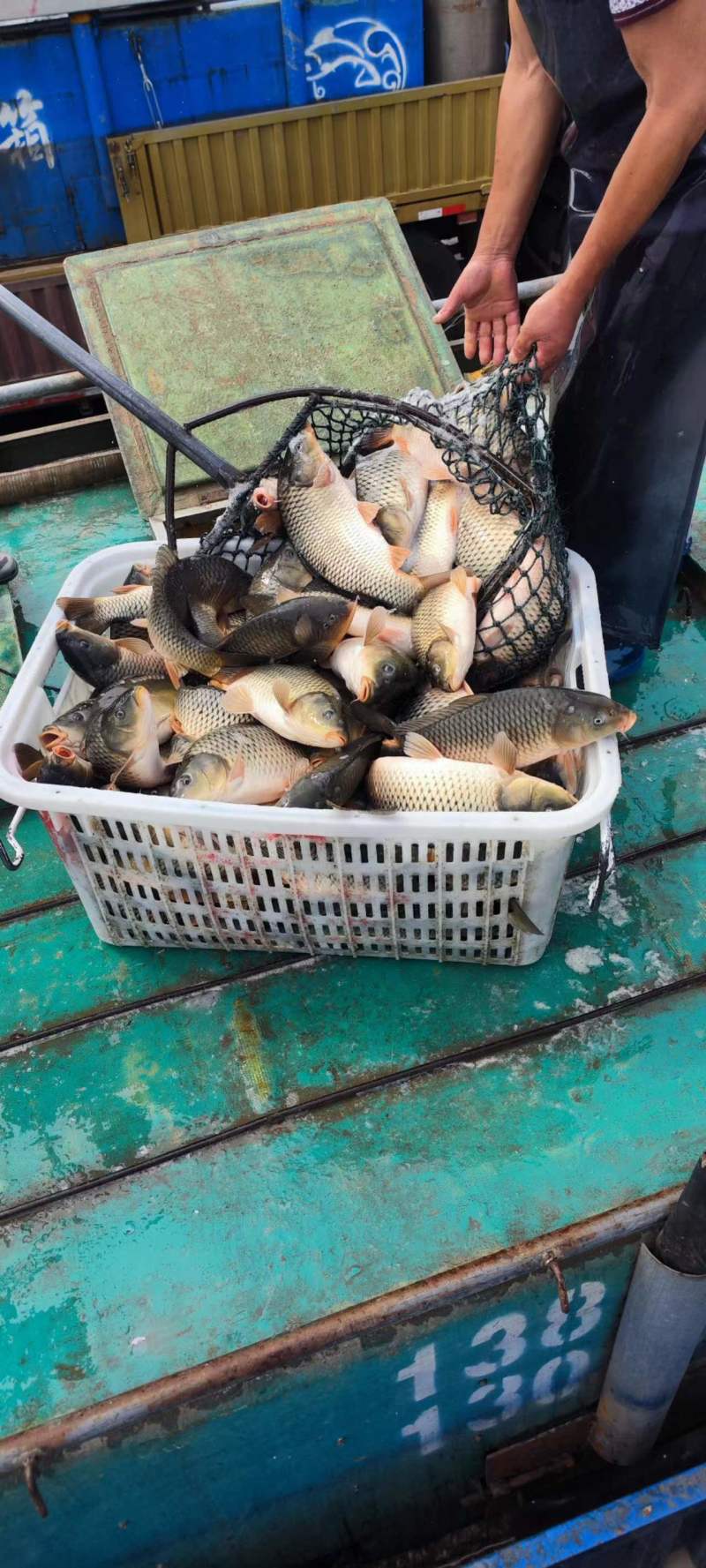 精品鲤鱼现货先发量大从优可视频看货
